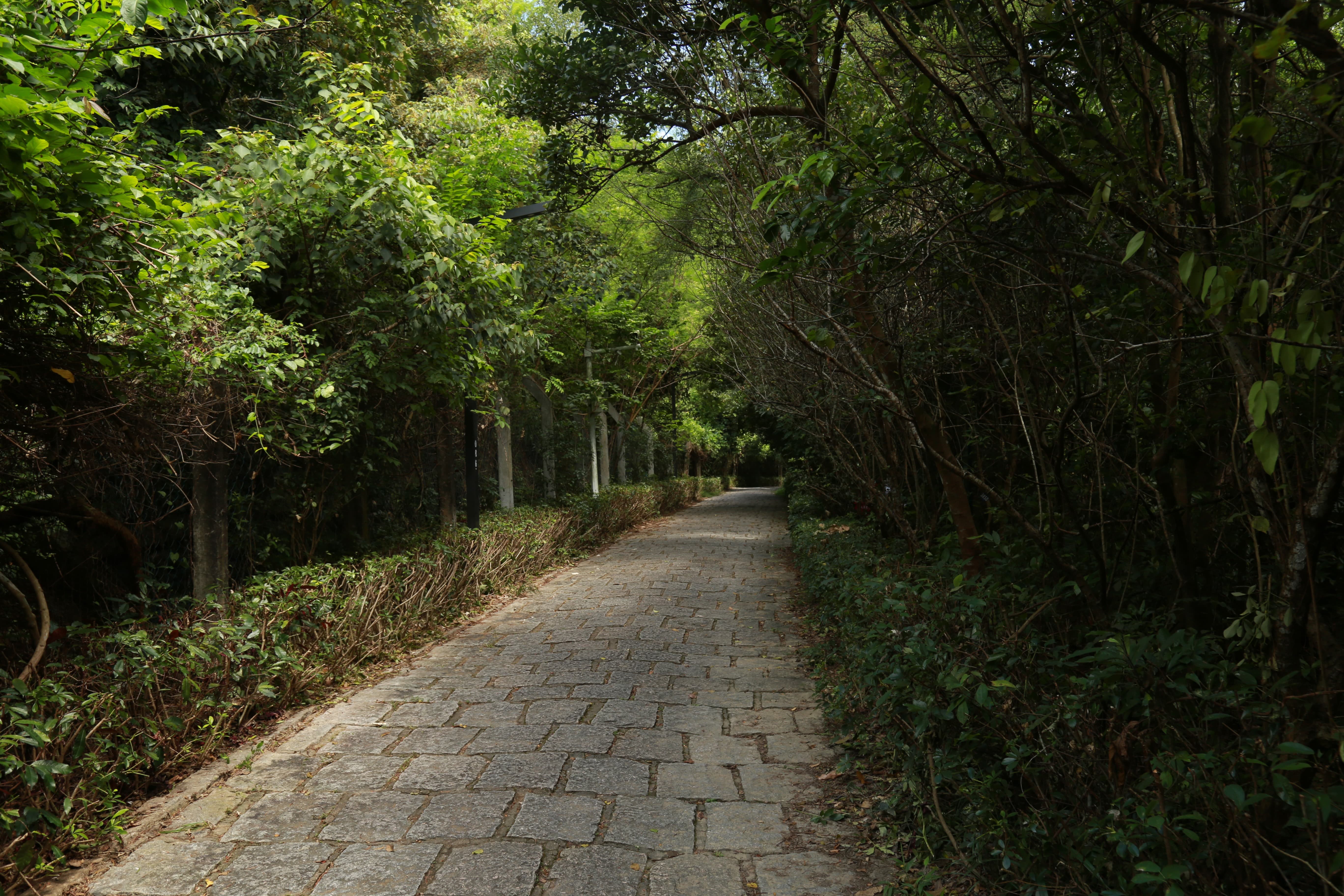 梅林福田绿道